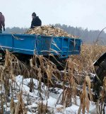 "Битва за урожай": Кукурузу на Вилейщине из-под снега освобождали по приказу   