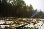 Пад Новы год знішчылі два гектары салігорскага лесапарку (фота)