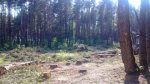 У Салігорску зноўку знішчаецца катэгарыйны лесапарк (фота)