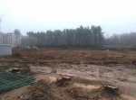 Вырубка деревьев в Солигорске.