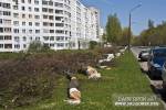 В Солигорске вырубают деревья вдоль самой экологической улицы