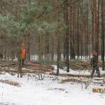 Trees still cut down in Salihorsk forest park