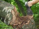В Щучинском районе продолжается уничтожение деревьев