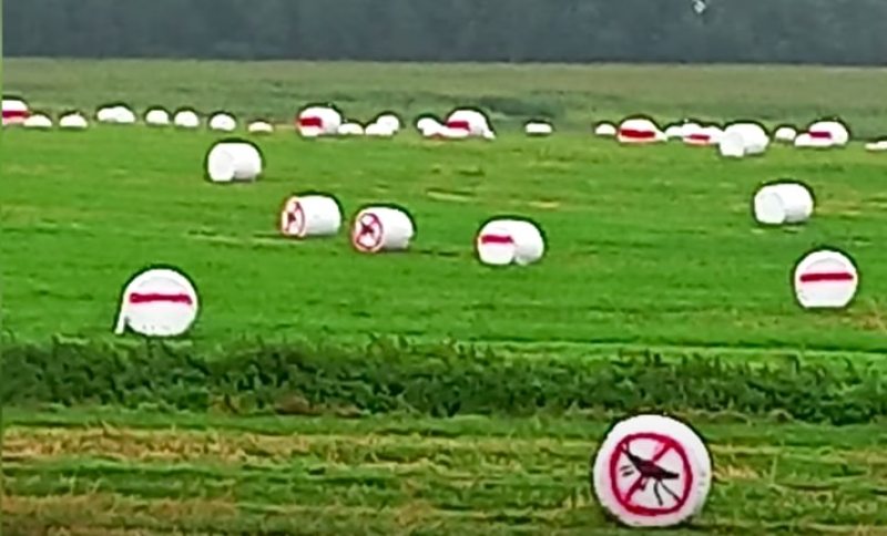 Painted hay bales on September 1. Screenshot of Ministry of Internal Affairs’ video