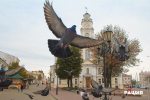 Кормление голубей по-Витебску: задержание и протокол