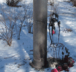 Барановичи: местные вандалы жгут венки у Креста памяти сталинских жертв (фото)
