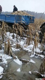 Правозащитники спрашивают у прокуратуры: Кто заставил людей собирать кукурузу из-под снега?