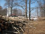 Тотальный повал лесопосадок около Миловидских памятников (фото)