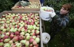 Гостелеканал показал, как в Белыничском районе педагогов отправляют собирать яблоки
