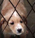 Brest: city authorities ignore public appeals in defense of homeless animals