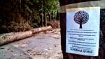 Солигорские власти подтвердили планы по вырубке лесопарка и уплотнения застройки