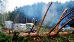 Защитники солигорского леса видят выход в изменении городского руководства