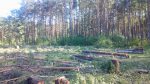 Уничтожение лесопарковой зоны в Солигорске