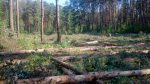 Babrujsk police see no violation in destruction of green zone