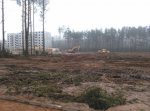 У Салігорску працягваецца высечка лесапаркавых зон (фота)