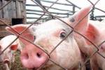 Штраф за содержание свиней в пятикилометровой зоне обжалован в суде
