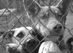 Минские власти повторно запретили пикет в поддержку бездомных животных