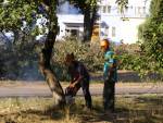 Жлобинские власти продолжают уничтожать парки и деревья (фото)